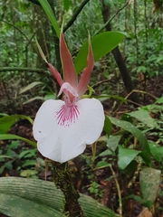 Zygosepalum labiosum
