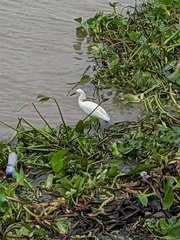 Egretta thula