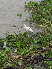 Egretta thula
