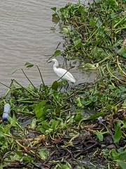 Egretta thula