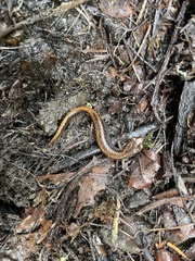 Plethodon larselli