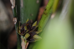 Acianthera aphthosa