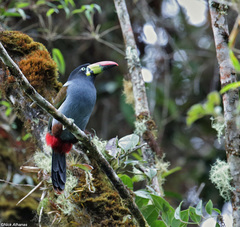 Grey-Breasted Mountain Toucan photo 4