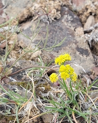 Lomatium farinosum