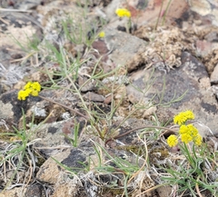 Lomatium farinosum
