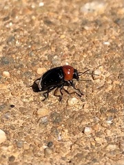 Cryptocephalus sanguinicollis