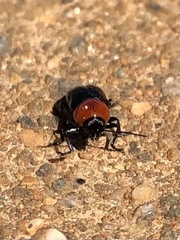 Cryptocephalus sanguinicollis