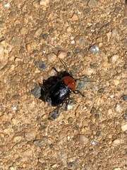 Cryptocephalus sanguinicollis