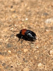 Cryptocephalus sanguinicollis