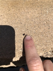 Cryptocephalus sanguinicollis