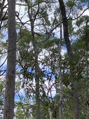 Podargus strigoides