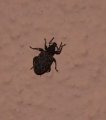 Otiorhynchus parvicollis