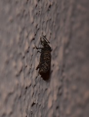 Otiorhynchus parvicollis