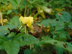 Vehilius stictomenes
