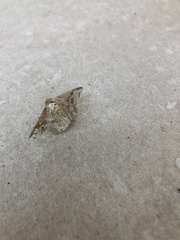 Canaea ryukyuensis