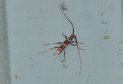 Compsibidion charile