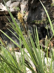 Carex senta