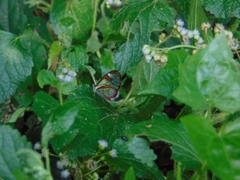 Ithomia agnosia zikani
