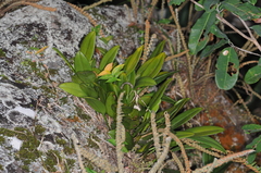 Acianthera aphthosa