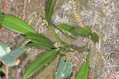 Acianthera aphthosa