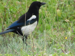 Pica pica