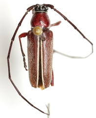 Plionoma rubens