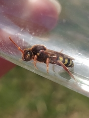 Nomada lathburiana