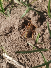 Nomada lathburiana