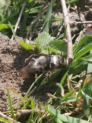 Andrena vaga