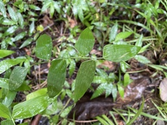 Lithachne pauciflora