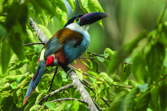 Black-Billed Mountain-Toucan photo 3