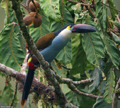 Black-Billed Mountain-Toucan photo 5