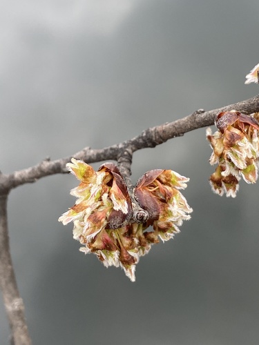 American elm