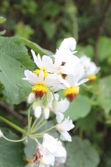 Sparrmannia africana