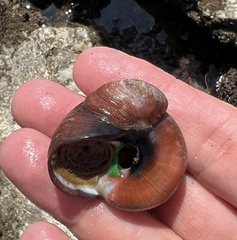 Crepidula norrisiarum