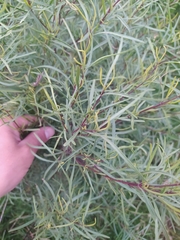 Acanthostyles buniifolius