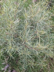 Acanthostyles buniifolius