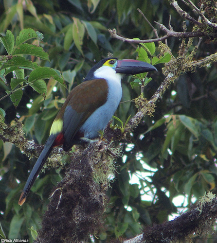 Subspecies Andigena nigrirostris spilorhynchus · iNaturalist
