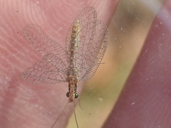 Eremochrysa punctinervis
