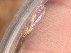 Eremochrysa punctinervis