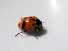 Hippodamia glacialis lecontei