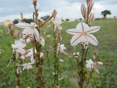 Asphodelus fistulosus