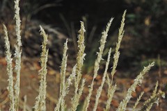 Poa lanuginosa