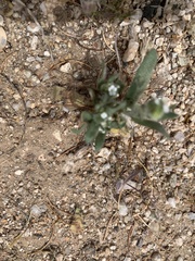 Plagiobothrys arizonicus