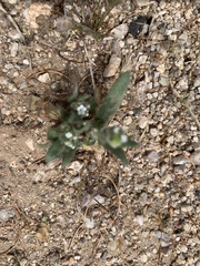 Plagiobothrys arizonicus