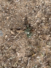 Plagiobothrys arizonicus