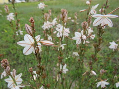 Asphodelus fistulosus