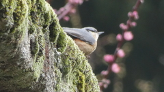 Sitta europaea hispaniensis