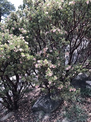 Arctostaphylos pringlei drupacea