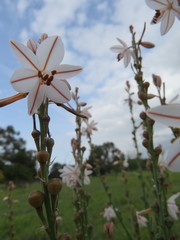 Asphodelus fistulosus